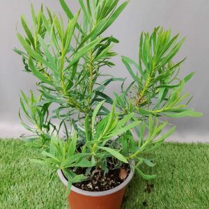 PROTEA REPENS 16CM
