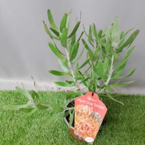 LEUCOSPERMUM MARDI GRAS TRICOLOR 15CM