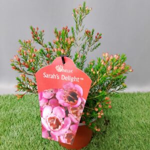 CHAMELAUCIUM SARAHS DELIGHT 15CM