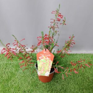 ERICA CRUENTA 15CM