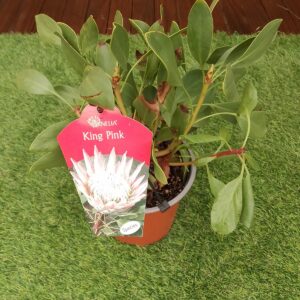 PROTEA KING PINK 17.5CM