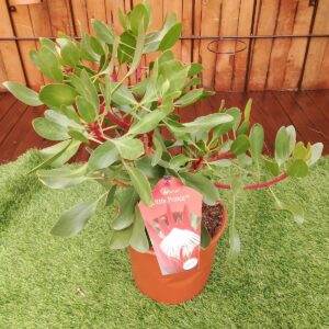 PROTEA LITTLE PRINCE 22CM