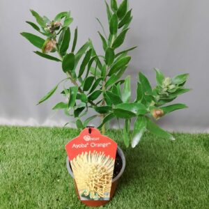 LEUCOSPERMUM AYOBA ORANGE 15CM