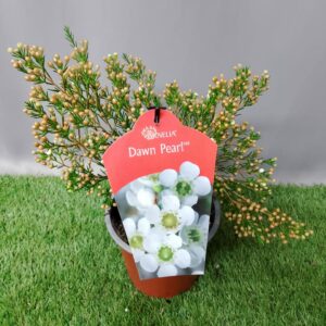 CHAMELAUCIUM DAWN PEARL 15CM