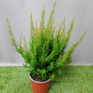 ERICA BEAUTY QUEEN LEONORE 15CM