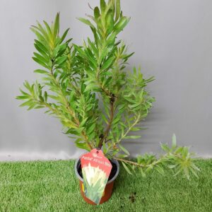 LEUCADENDRON AYOBA AFRICAN BLISS 15CM