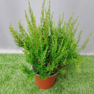 ERICA BEAUTY QUEEN SALMA 15CM