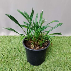 GAZANIA ASSORTED 12CM
