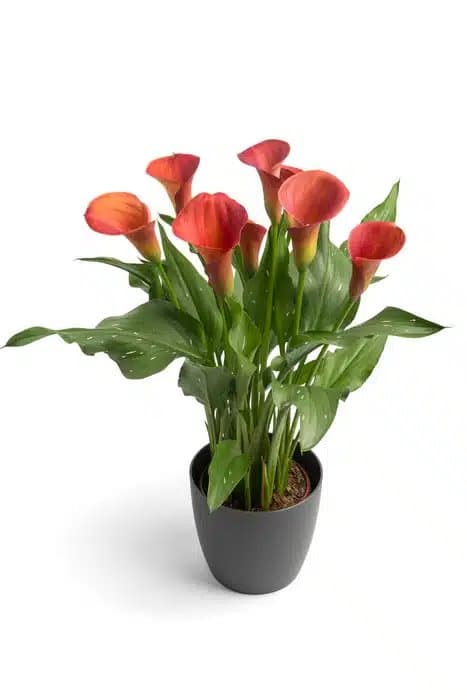 ZANTEDESCHIA SUNSET PASSION BULBS