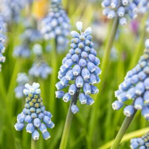 MUSCARI BLUE PEARL BULBS