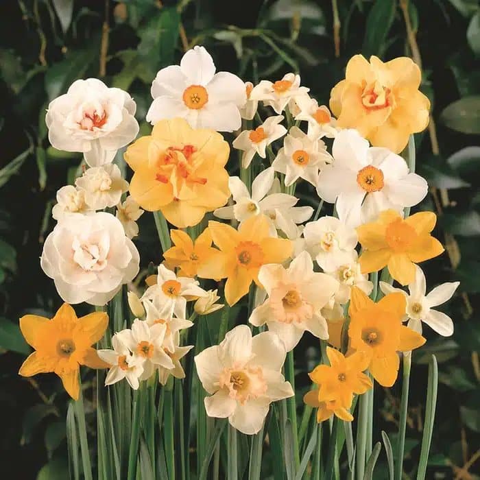 DAFFODILS AND NARCS ASSORTED BULBS