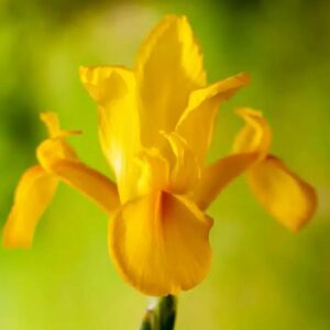 DUTCH IRIS YELLOW BULBS