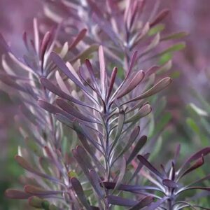 LEUCADENDRON PURPLE HAZE 15CM