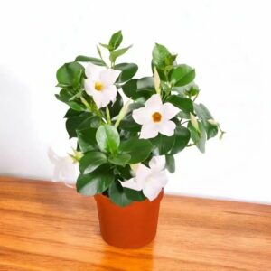DIPLADENIA DIAMANTINA JADE WHITE 15CM
