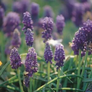 MUSCARI BULBS