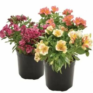 AFRICAN VIOLET 10CM
