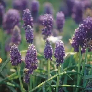 MUSCARI HEAVENLY BLUE BULBS