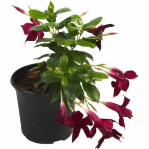 DIPLADENIA DIAMANTINA JADE GRANAT 15CM