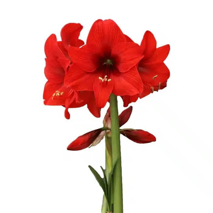TOP CHOICE - RED BULBS