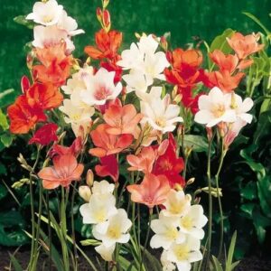 TRITONIAS MIXED BULBS