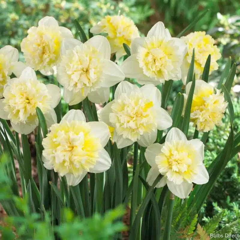 DAFFODILS ICE KING BULBS