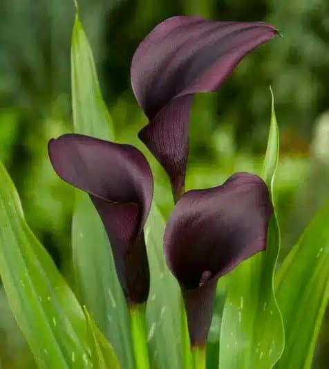 ZANTEDESCHIA ODESSA BULBS